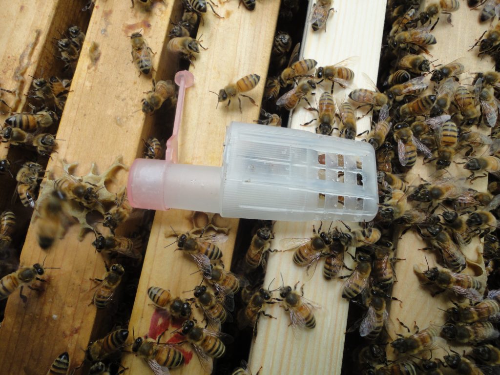 無王群に購入した女王蜂を導入！うまくいきますように - 蜂針療法・プロポリス・ローヤルゼリー・はちみつのやまぐち美蜂